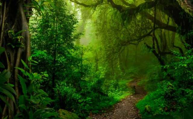 Comment bien interpréter rêver de forêt ?