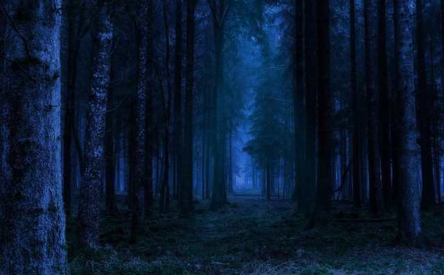 Pourquoi rêver de forêt la nuit ?