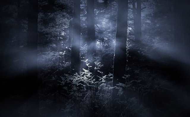 Pourquoi rêver de forêt sombre ?