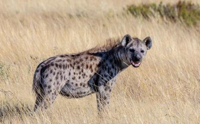 Pourquoi rêver de hyène ?