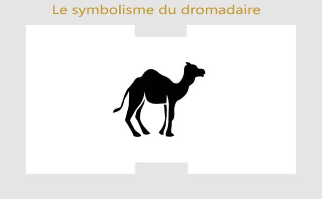 Dromadaire : quelle est la signification de son symbole ?