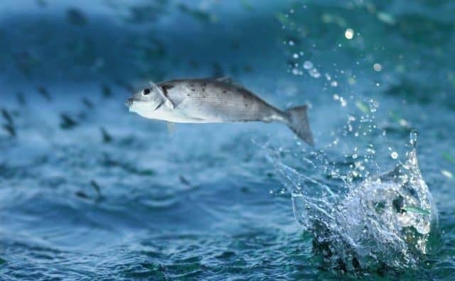 Rêver de poisson hors de l'eau : quelles interprétations et significations ?
