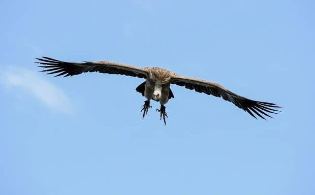 Rêver de se faire attaquer par un vautour : quelles interprétations et significations ?