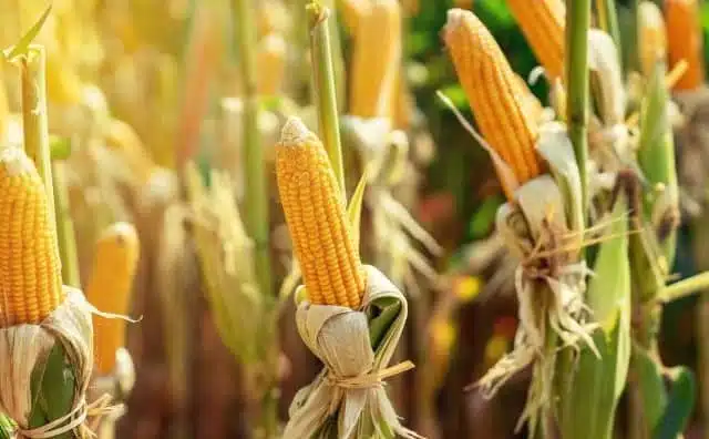 Rêver de semer du maïs : quelles interprétations et significations ?