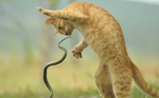 Rêver de serpent et de chat : quelles interprétations et significations ?