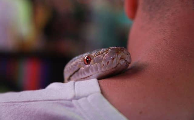 Rêver d'un serpent qui vous saute au cou : quelles interprétations et significations ?