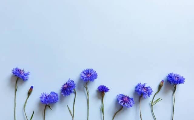 Signification et symbolisme du bleuet dans le langage des fleurs :