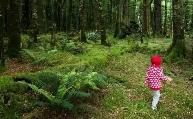 Rêver d’un enfant perdu dans les bois : quelles interprétations et significations ?