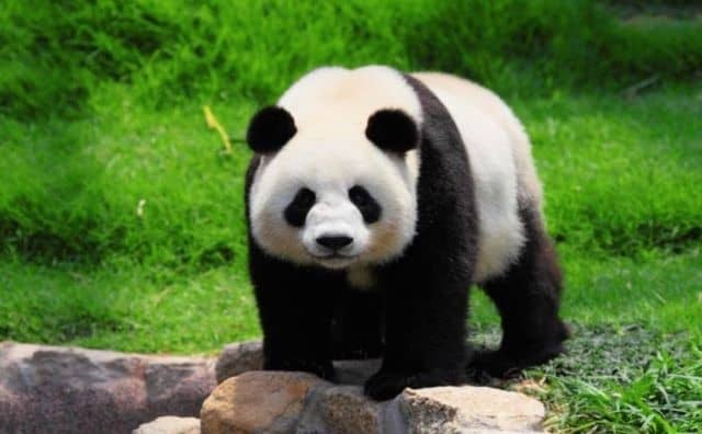 Rêver de panda : quelles interprétations et significations ?