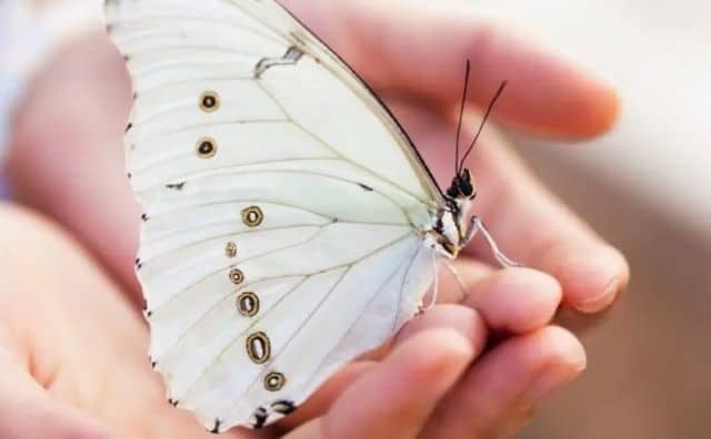 Rêver de papillon blanc : quelles interprétations et significations ?