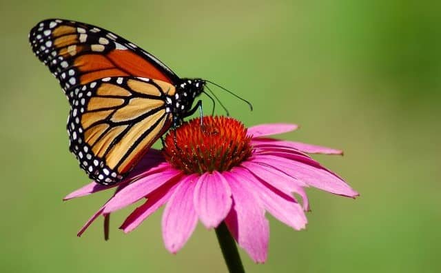 Rêver de papillon : quelles interprétations et significations ?