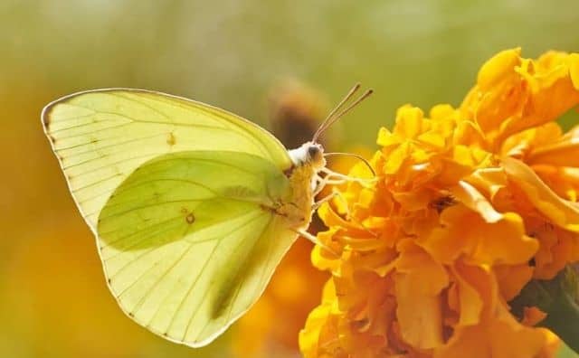 Rêver de papillon jaune : quelles interprétations et significations ?