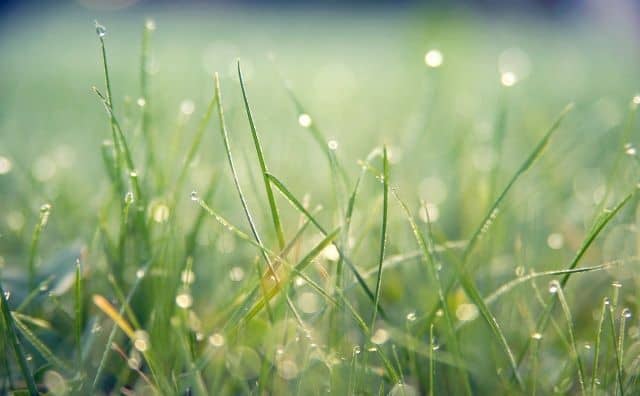 Rêver de pelouse : quelles interprétations et significations ?