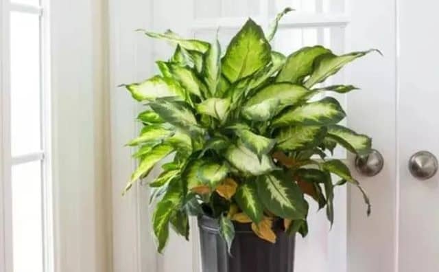Plante le dieffenbachia comme protection du foyer : 
