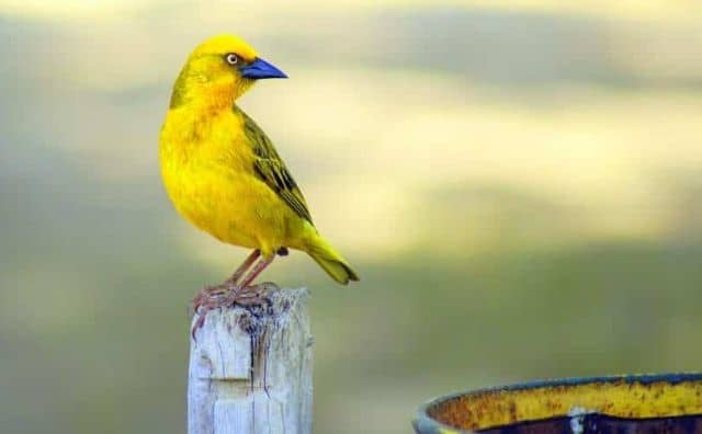 Rêver d'oiseau jaune : quelles interprétations, symbolisme et significations ?