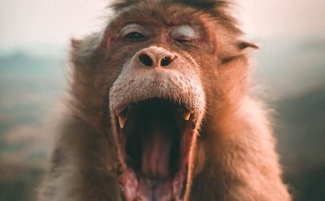 Rêver d'un singe qui mord : quelles interprétations, symbolisme et significations ?