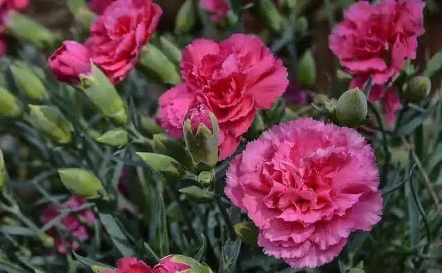 Rêver d'œillets roses : quelles interprétations, symbolisme et significations ?