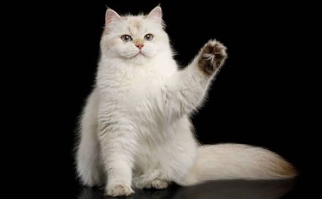 Rêver d'un gros chat blanc : quelles interprétations, symbolisme et significations ?