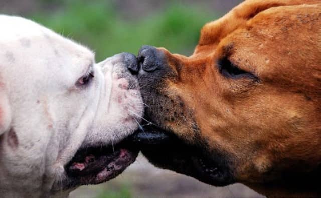 Rêver de bagarre de chiens : quelles interprétations, symbolisme et significations ?
