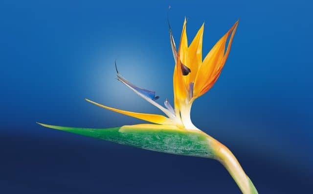 Rêver de fleur exotique : quelles interprétations, symbolisme et significations ?