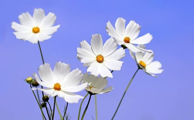 Rêver de fleurs blanches : quelles interprétations, symbolisme et significations ?