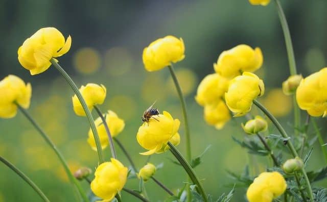 Rêver de fleurs jaunes : quelles interprétations, symbolisme et significations ?