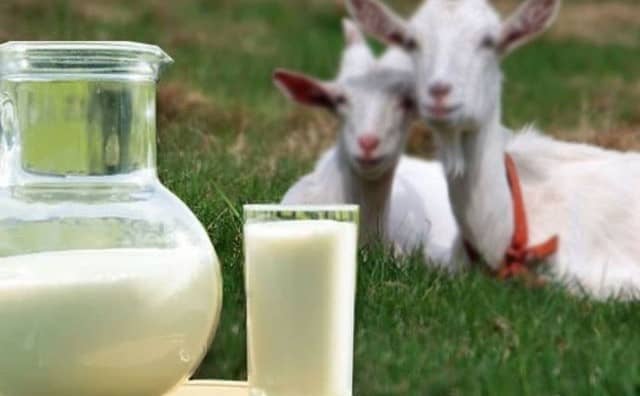 Rêver de lait de chèvre : quelles interprétations, symbolisme et significations ?