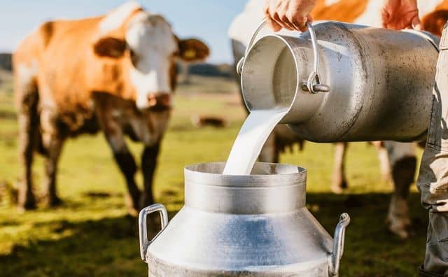 Rêver de lait de vache : quelles interprétations, symbolisme et significations ?