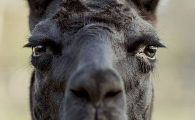 Rêver de lama noir : quelles interprétations, symbolisme et significations ?