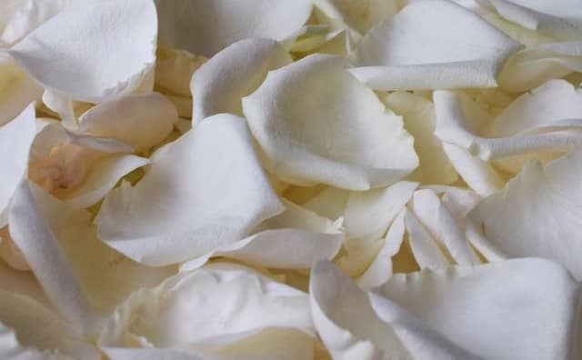 Rêver de pétales de roses blanches : quelles interprétations, symbolisme et significations ?