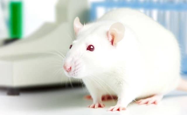 Rêver de rat de laboratoire : quelles interprétations, symbolisme et significations ?