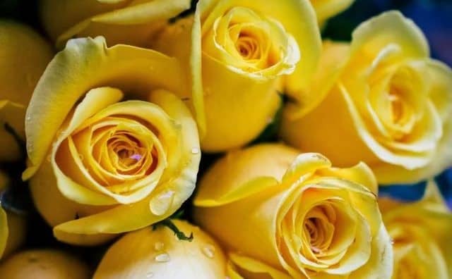 Rose jaune : significations complètes