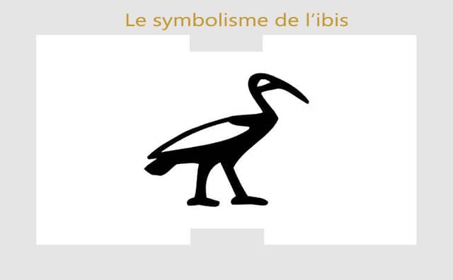Ibis : symboles et signification