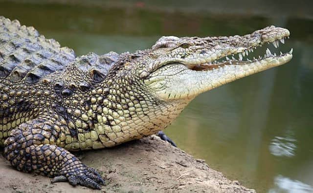 Rêver de crocodile : quelles interprétations, analyses et significations ?