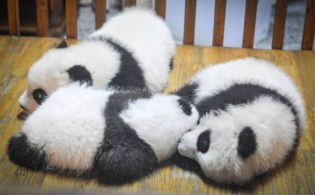 Rêver de bébé panda : quelles interprétations, symbolisme et significations ?