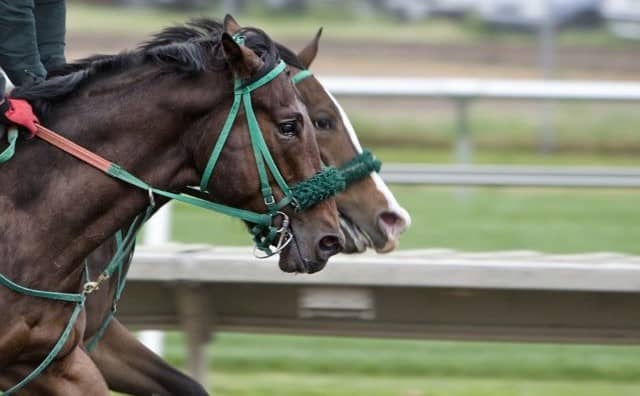 Rêver de course de chevaux : quelles interprétations, analyses et significations ?