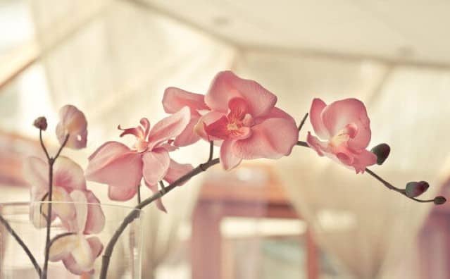Rêver d'orchidée : quelles interprétations, analyses et significations ?