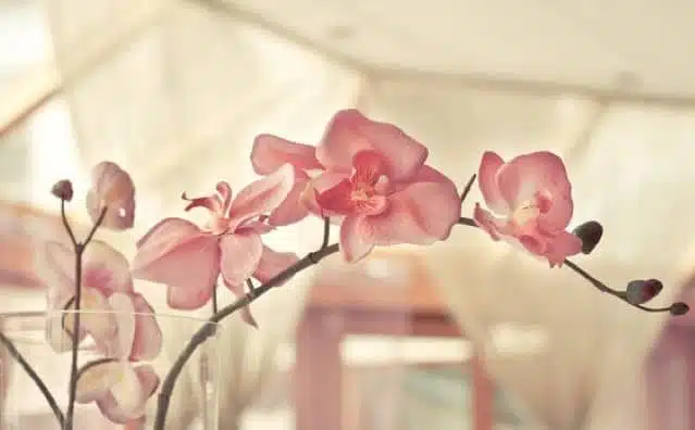 Rêver d'orchidée : quelles interprétations, analyses et significations ?