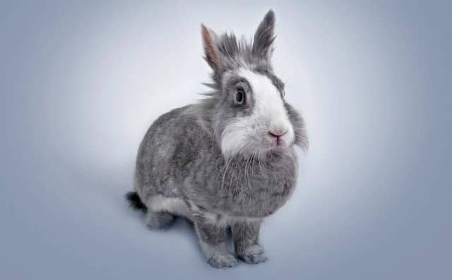 Rêver d'un lapin : quelles interprétations, analyses et significations ?