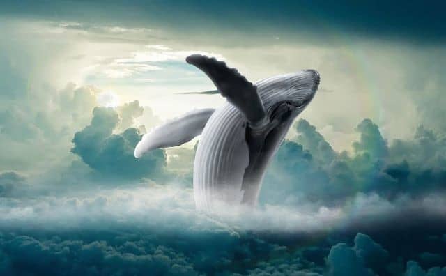 Rêver de baleine à bosse : quelles interprétations, analyses et significations ?