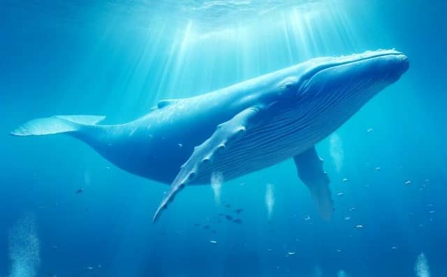 Rêver de baleine bleue : quelles interprétations, analyses et significations ?
