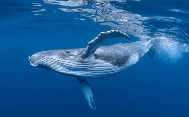 Rêver de baleine dans la mer : quelles interprétations, analyses et significations ?
