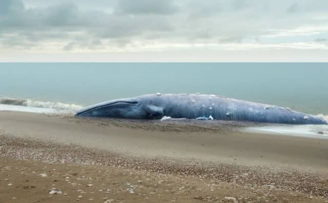 Rêver de baleine morte : quelles interprétations, analyses et significations ?