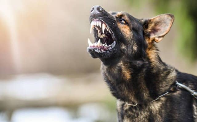 Rêver de chien enragé : quelles interprétations, analyses et significations ?