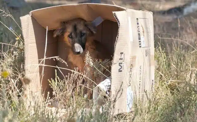 Rêver d'abandonner son chien : quelles interprétations, analyses et significations ?