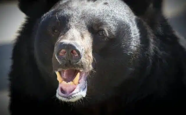 Rêver d'un ours agressif : quelles interprétations, analyses et significations ?