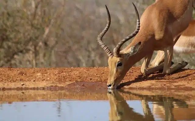 Rêver de antilope : quelles interprétations, analyses et significations ?