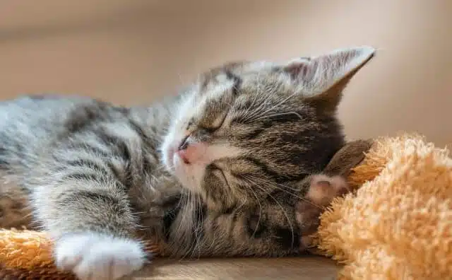 Rêver de chat affectueux : quelles interprétations, analyses et significations ?