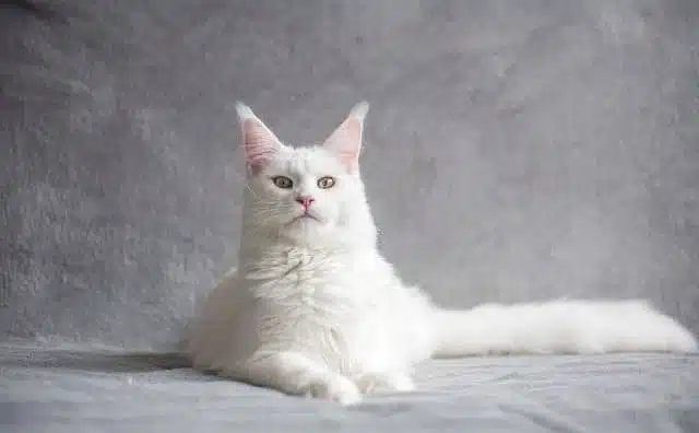 Quelle est la signification d'un rêve de chat blanc affectueux ?