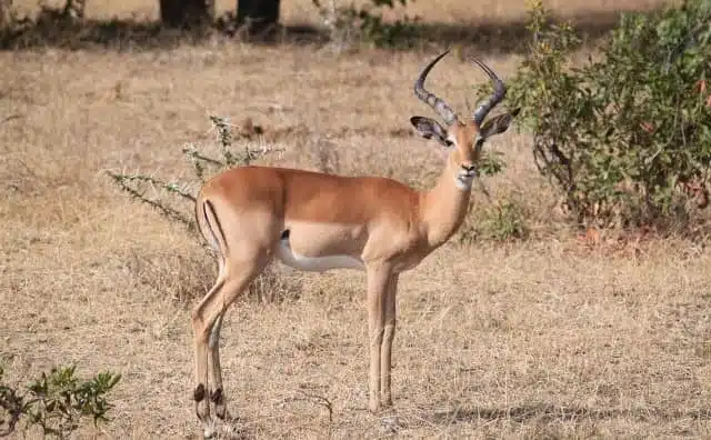 Rêver de gazelle : quelles interprétations, analyses et significations ?